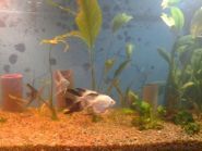 Worldfish, магазин для акваріумістів фото