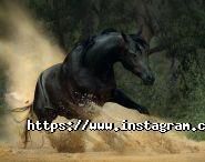 MariTane, професійні фотосесії фото