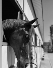 Тамерлан, кінний клуб фото