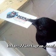 Хаскі в масці, салон-магазин фото