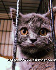 Alvet, ветеринарний центр фото