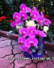 Фотінія, квіткова галерея фото