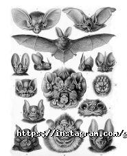 Grails, бар фото