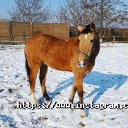 Ранчо дядюшки Бо, кінний клуб фото