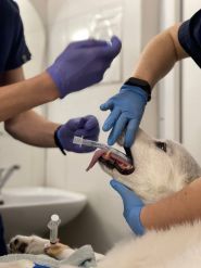 А-Вет, ветеринарна клініка фото