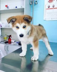 Dog premium, ветеринарная клиника фото