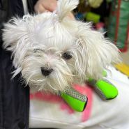 Анжеліка, центр ветеринарної медицини фото