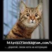 ЛЬВИЦА, ветеринарная клиника фото