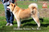 Senzo No Rei, питомник собак фото