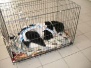 Альма, ветеринарна допомога фото