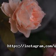 Всеукраїнська асоціація кондитерів, кондитерське простір фото