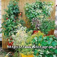 Ideas Garden, веб-студія фото