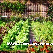 Ideas Garden, веб-студія фото