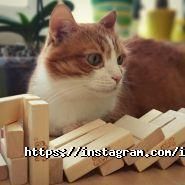 Iq games, інтернет-магазин настільних ігор фото