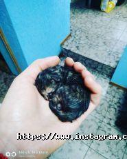 Алексвет, центр ветеринарних послуг фото