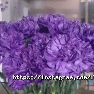 Maranta, цветочный магазин фото