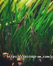 Coral Studio, студія акваріумного дизайну фото