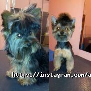 Animal Style, салон для тварин фото