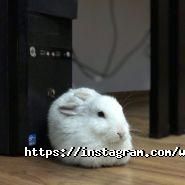 Web Solutions Factory, веб-студія фото