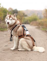 Minsky siberians, розплідник хаскі фото