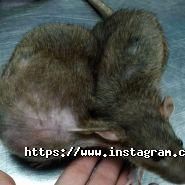 Алексвет, центр ветеринарних послуг фото