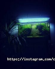 Coral Studio, студія акваріумного дизайну фото