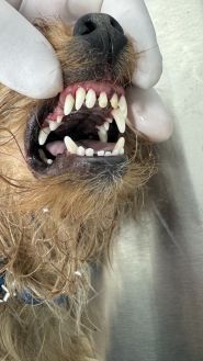 Вуса, лапи, хвіст, ветеринарна клініка фото