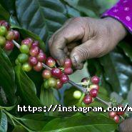 Magistr Coffee, ремонт кавомашини, кавового обладнання фото