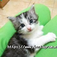 Абсолют, ветеринарний центр фото