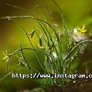 FedEx, кур'єрська служба фото