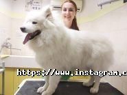 Абсолют, ветеринарний центр фото