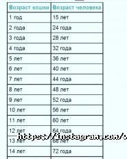 Real, ветеринарная клиника фото