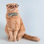 Джессі, зоомагазин фото