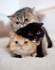 Джессі, зоомагазин фото