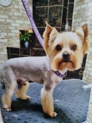 Красунчик, грумінг салон фото