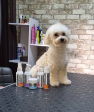 Красунчик, грумінг салон фото