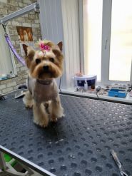 Красунчик, грумінг салон фото