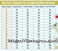 Real, ветеринарная клиника фото