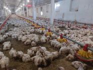 Домашня курочка, мережа магазинів фото