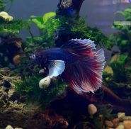 Флора і Фауна,  акваріуми і тераріуми фото