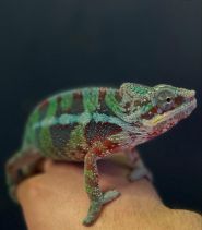 Флора і Фауна,  акваріуми і тераріуми фото