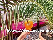 Noir Beach, ресторанно-пляжний комплекс фото