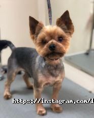 Лапонька, зоосалон фото