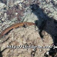 Царьов, виготовлення меблів на замовлення фото