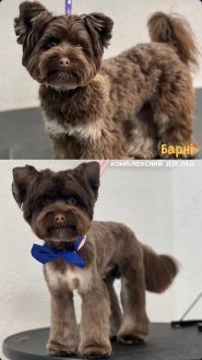 Happy Paws, грумінг-салон та зоомагазин фото