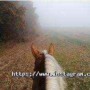 Тамерлан, кінний клуб фото