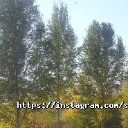 Соляна Фортеця, фітобар фото