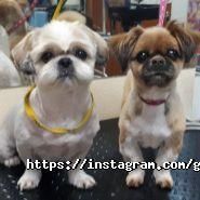 Волохатий звір, зоосалон фото