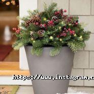 Ogurki, все для саду та городу фото