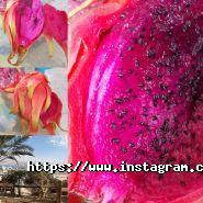 Фотограф Товкач Олег і Олена фото